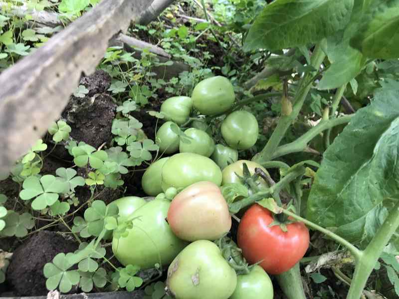 Tomatoes grown with EM compost