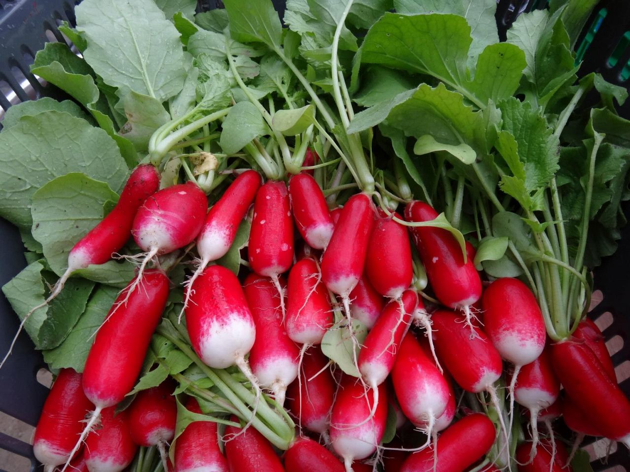 Harvest of radish