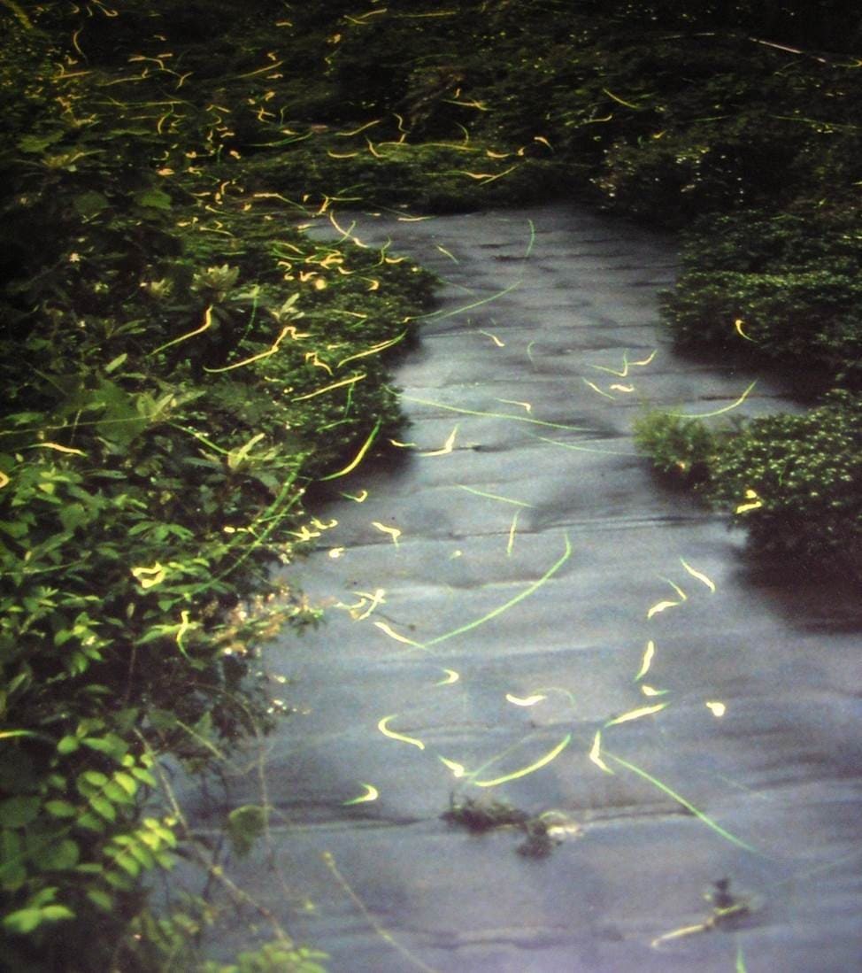 Fireflies returning to Kawachi River