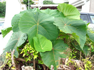 Photo 11-1: Virus-free, giant macaranga tanarius (One leaf on the opposite side below is normal size)

