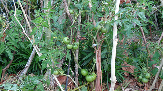 Tomatoes in the second crop of permanent planting mass (the previous crop was bitter gourd)