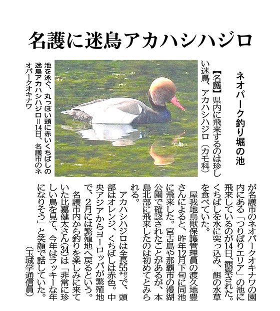  Photo: A stray bird, red-crested pochard with a round head and red beak swims in a pond at Neo Park Okinawa in Nago City on March 14th.