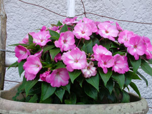 Photo 14-3: New Guinea impatiens blooming as if it’s a different variety 
