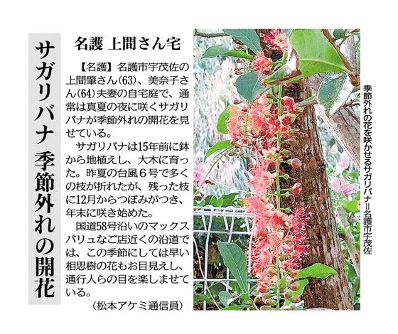 Photo: Sagaribana, Barringtonia racemosa, blooming out of season in Umusa, Nago City