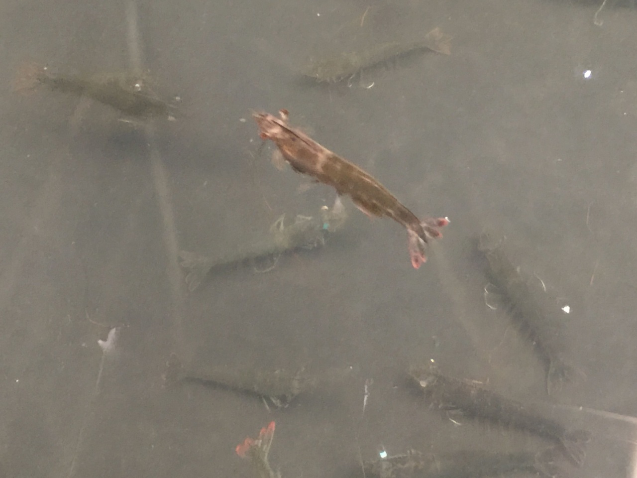 Shrimps in maturation tanks for coupling
