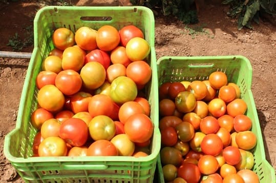 (Photo 1)
Left: EM harvest 
Right: Control harvest