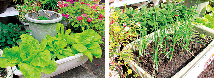 Photo on the left: Small vegetable garden using pig manure.
Photo on the right: Some vegetables planted in front of Yoshitama's house.
