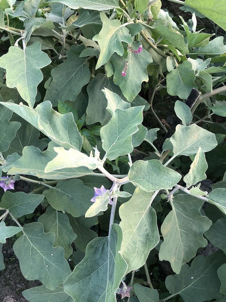 EM treated eggplant