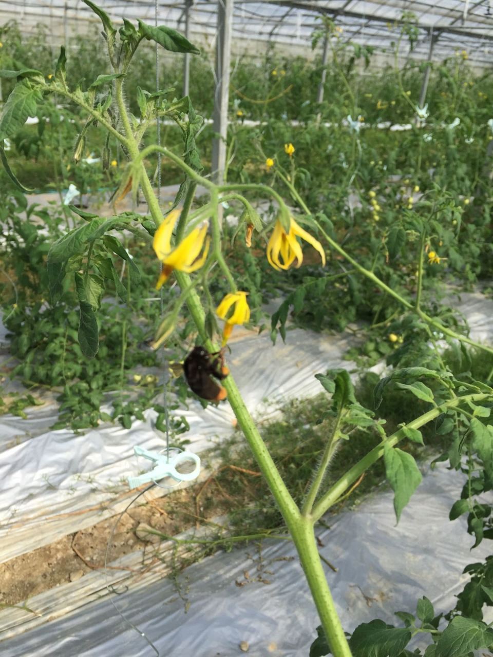 Bee pollinator working in the tomato house 