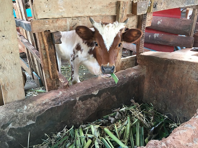 Cows are also feed with EM grown harvest vegetables and Activated EM・1