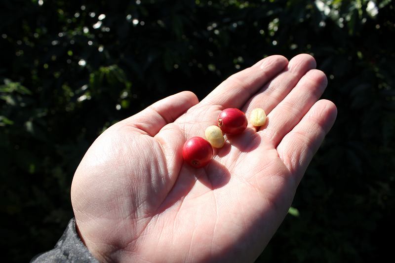 Mature coffee fruits