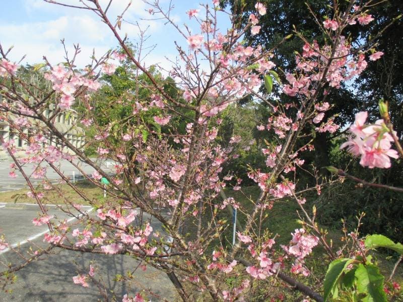 Cherry blossoms donated by Prof. Higa