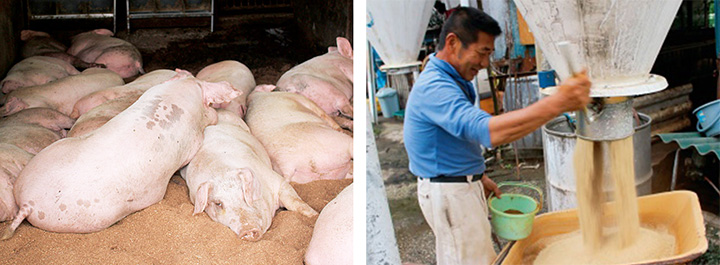 ・Photo on the left: The pigs sleep well in peace and comfort.
・Photo on the right: "you can actually eat the feed. We are trying to raise our pigs on feed that we can eat.", says the owner.