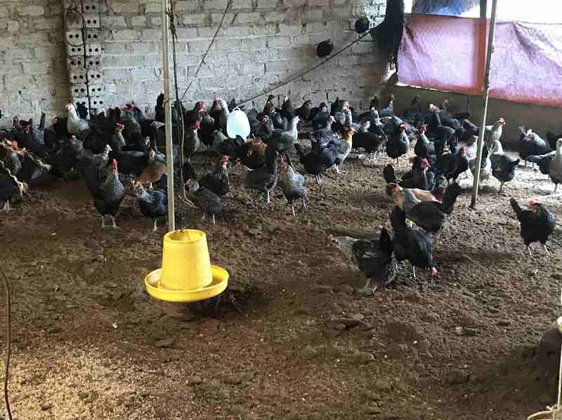Broiler chicken grow with EM fermented feed
