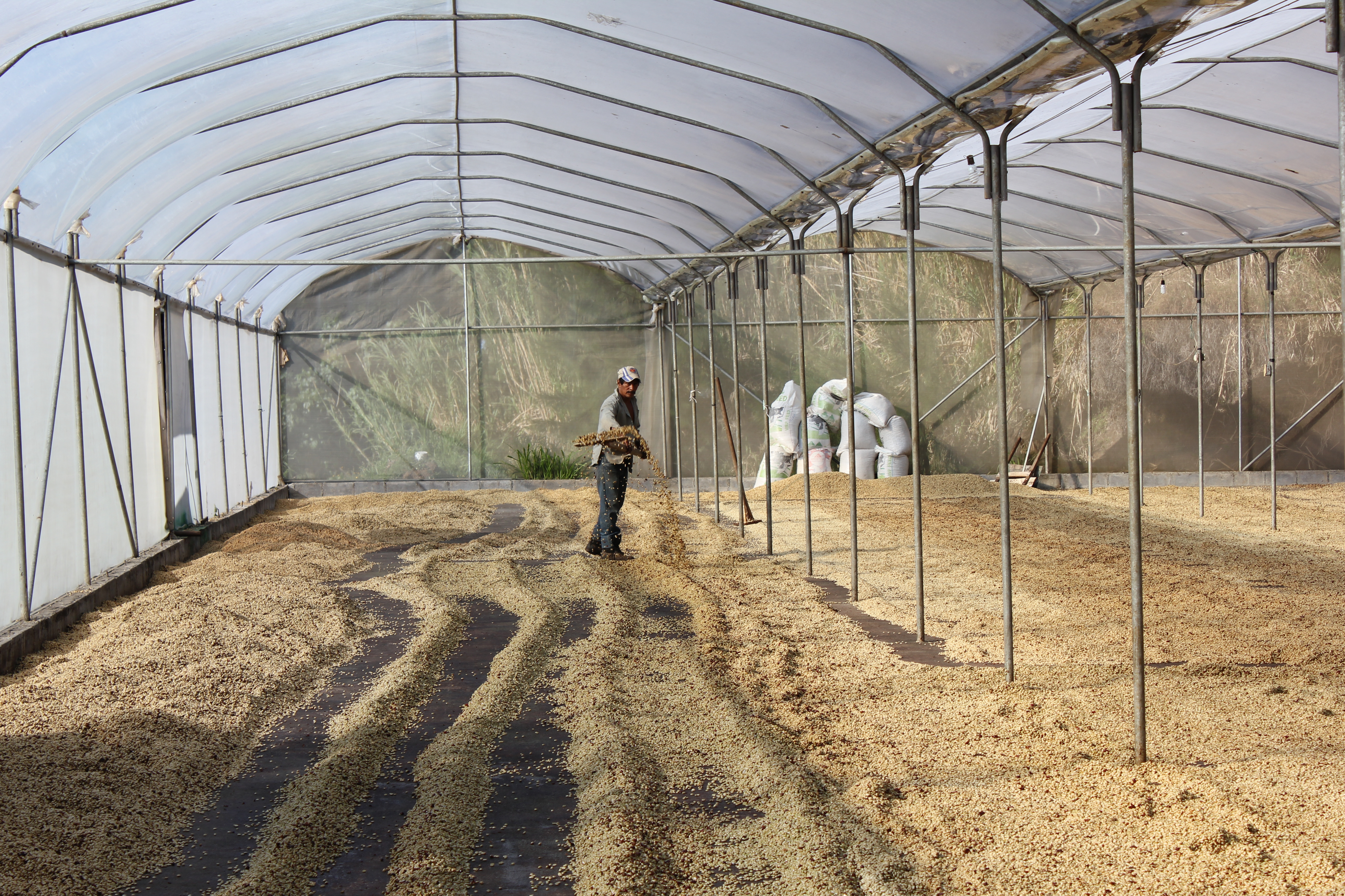 Natural drying of coffee beans