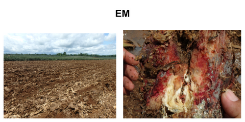 The residue reduced than the control area because the good microbes decomposed it, as well as the infestation of stable fly larvae decreased.