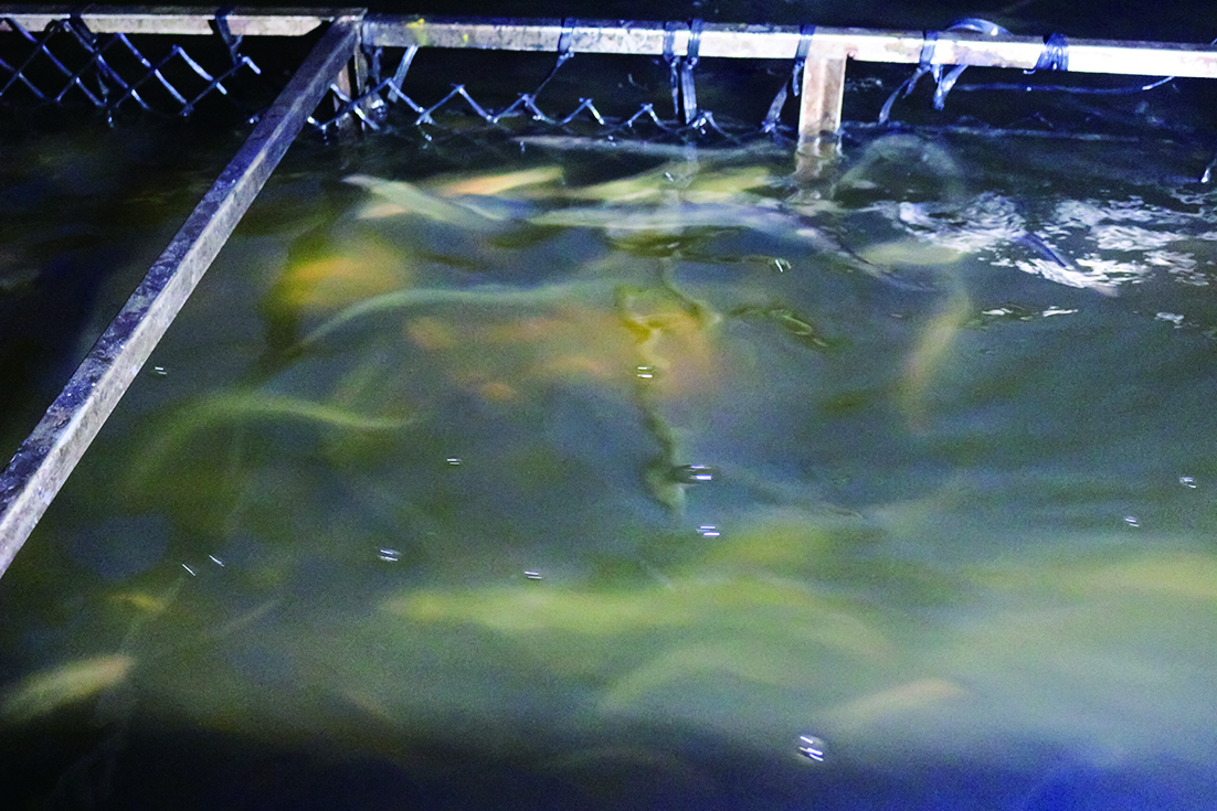 An eels’ fish pond. Usually, it is kept dark to be non-stressful.