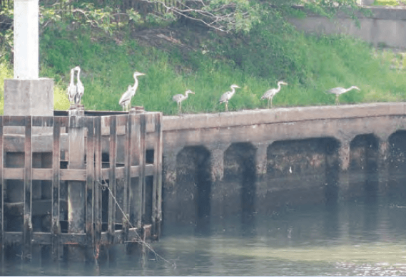 Flocks of snowy heron are seen along Horikawa river.