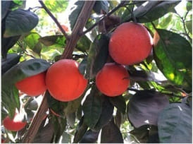 Antola family's oranges