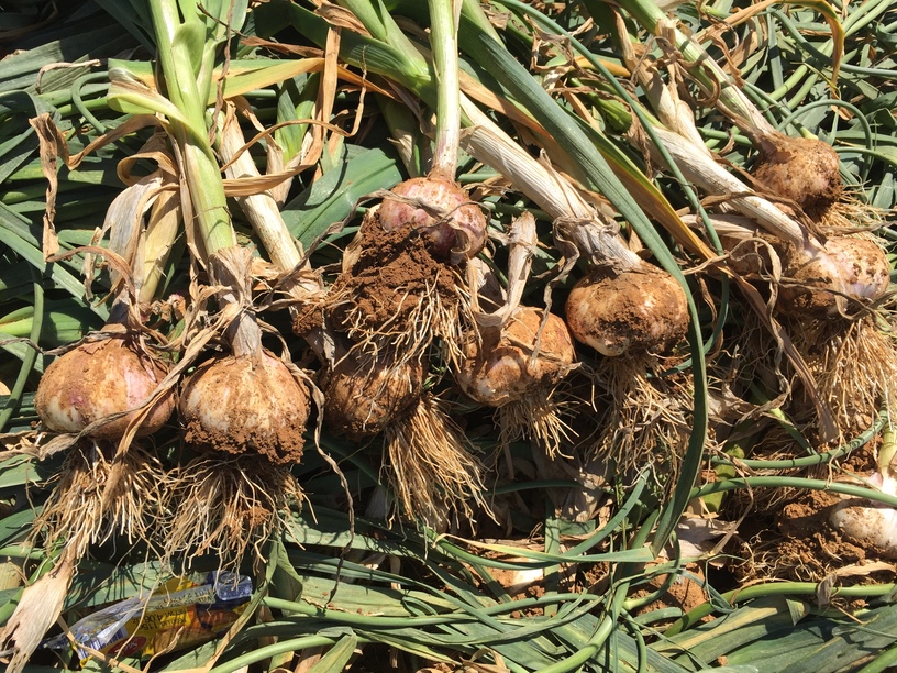 (Photo 3)
Roots in garlic grows healthy free of pink roots disease