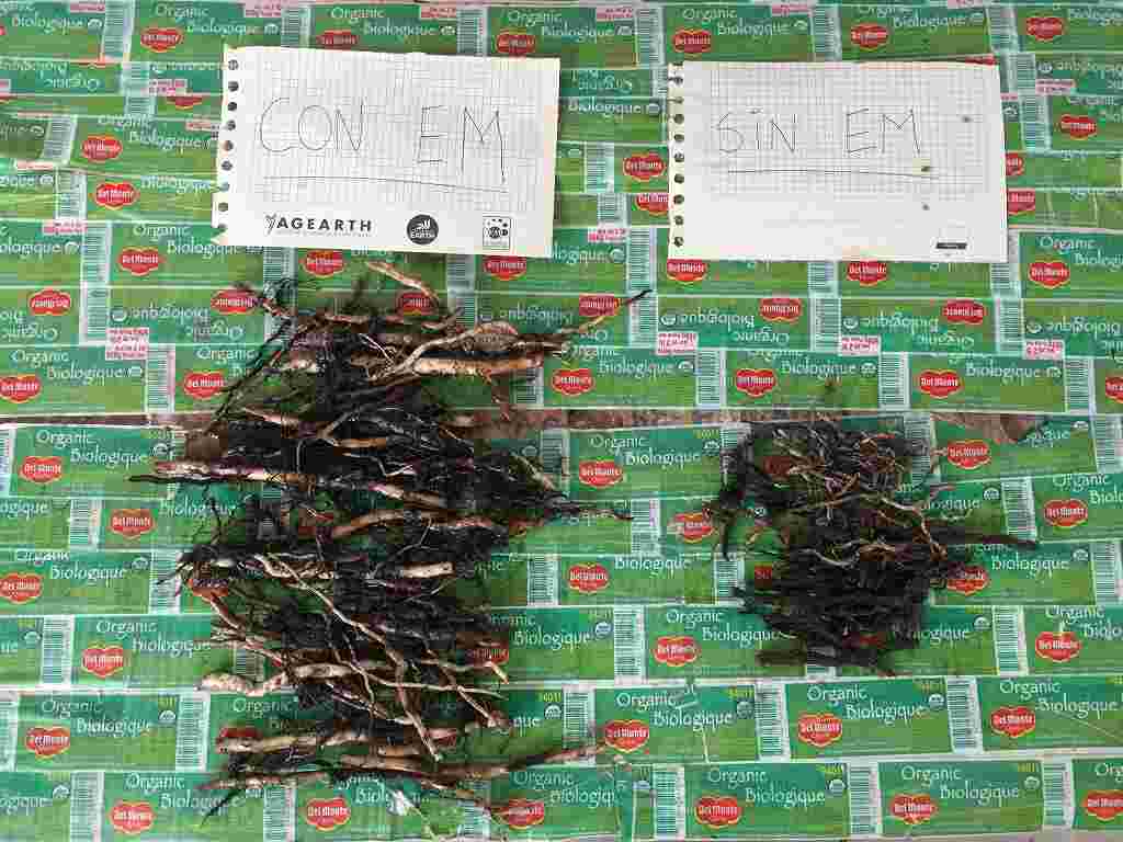 (Photo 1)
Roots from EM treated area reached 127g (left) and control area 34g(right)