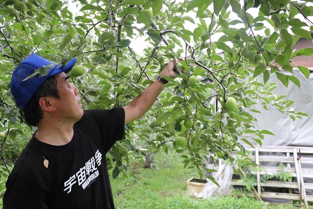Mr. Iwai thinning out the apples
