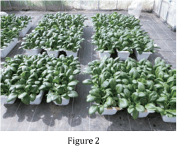 Figure 2. Test of Komatsuna (Chinese spinach)