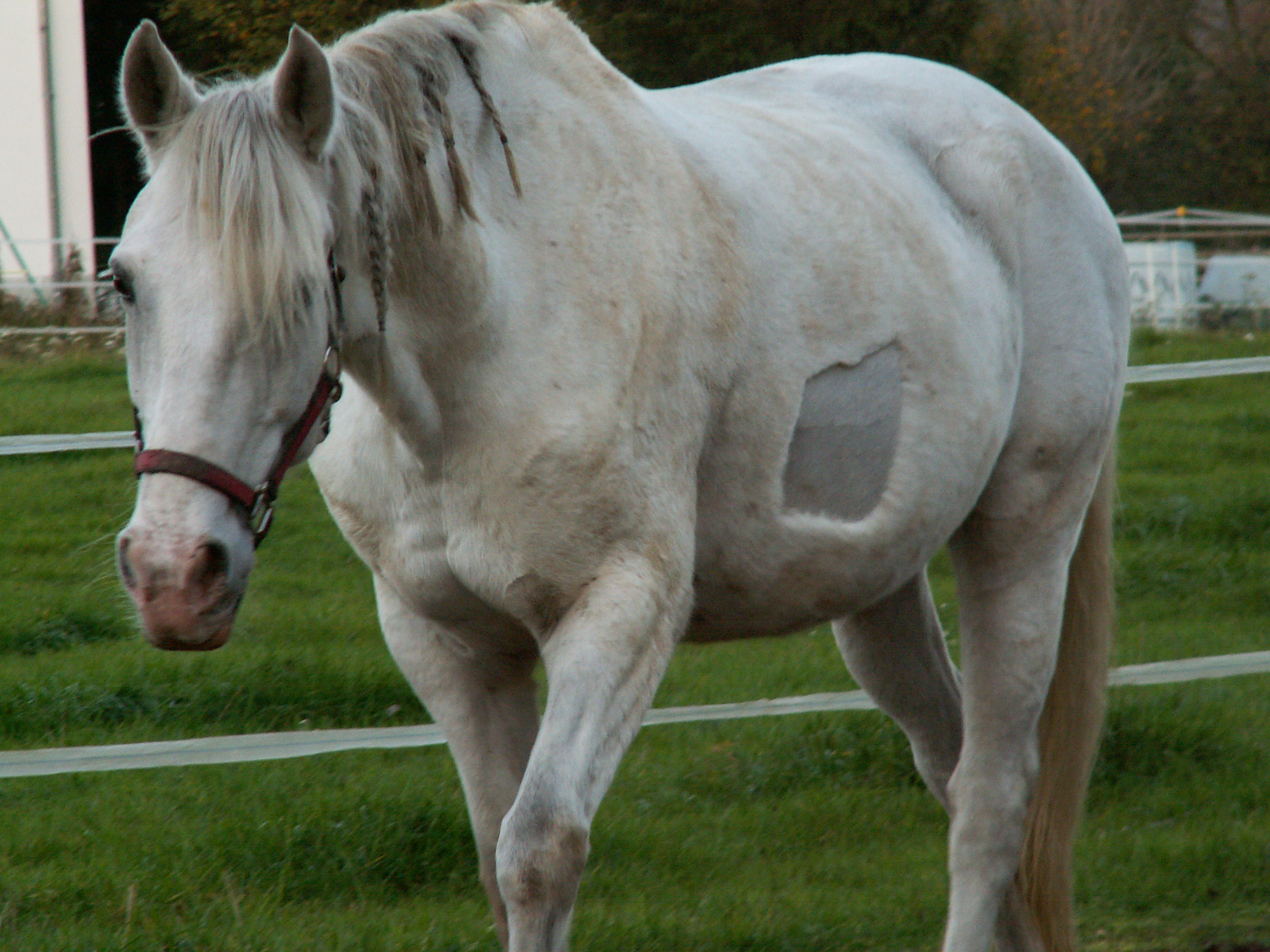 Mare after the ultrasound scan