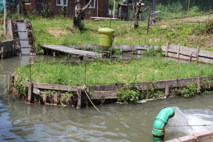 Cultivation pond with automatic feeder (green tank)