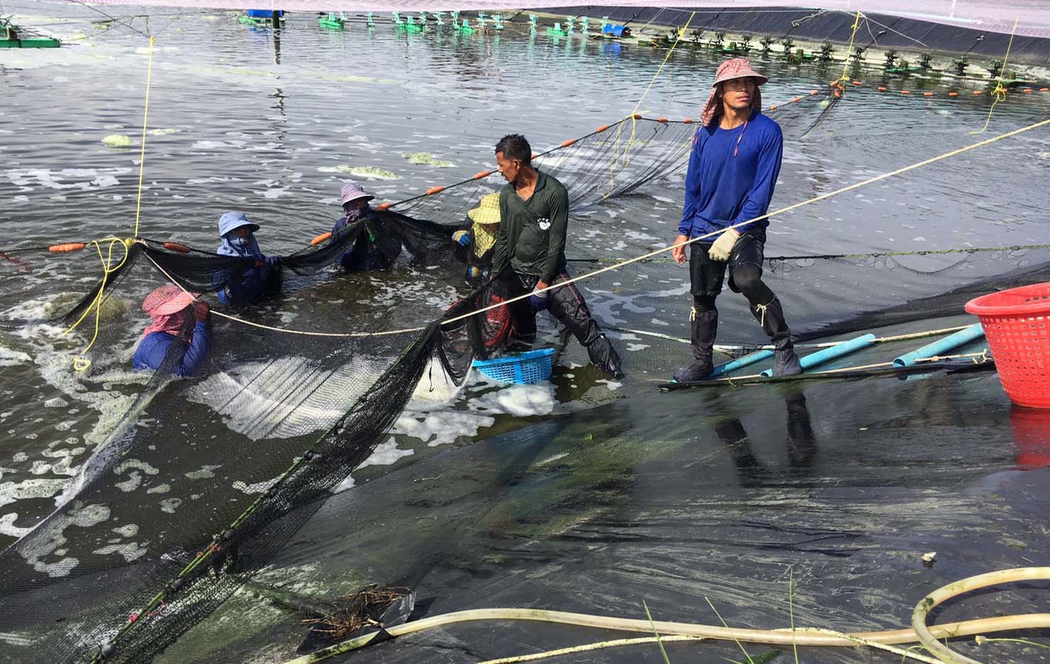 Staff harvesting shrimp