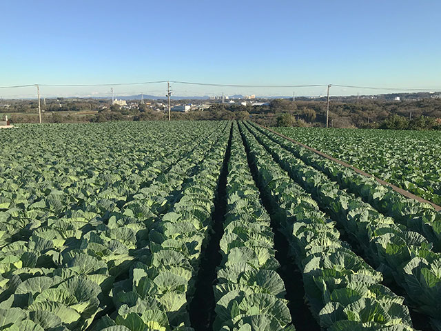 The cabbage garden in spring 