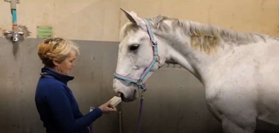 Cleaning the horse with EM Soap 