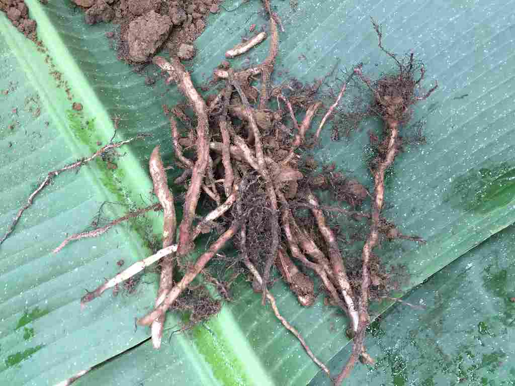 (Photo 2)
Roots from EM treated area look healthy and big