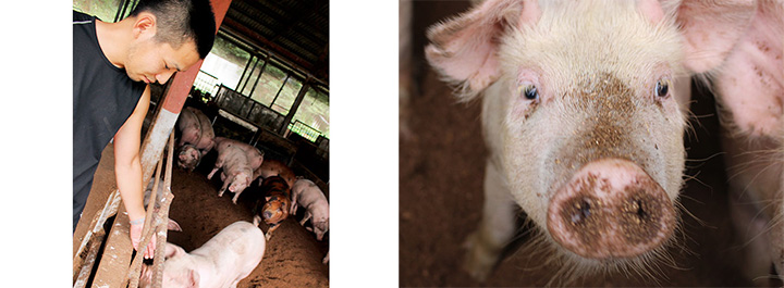 ・Photo on the left: When someone peeks into the piggery, the piglets came up with great interest.
・Photo on the right: Yoshitama's pigs are full of energy.