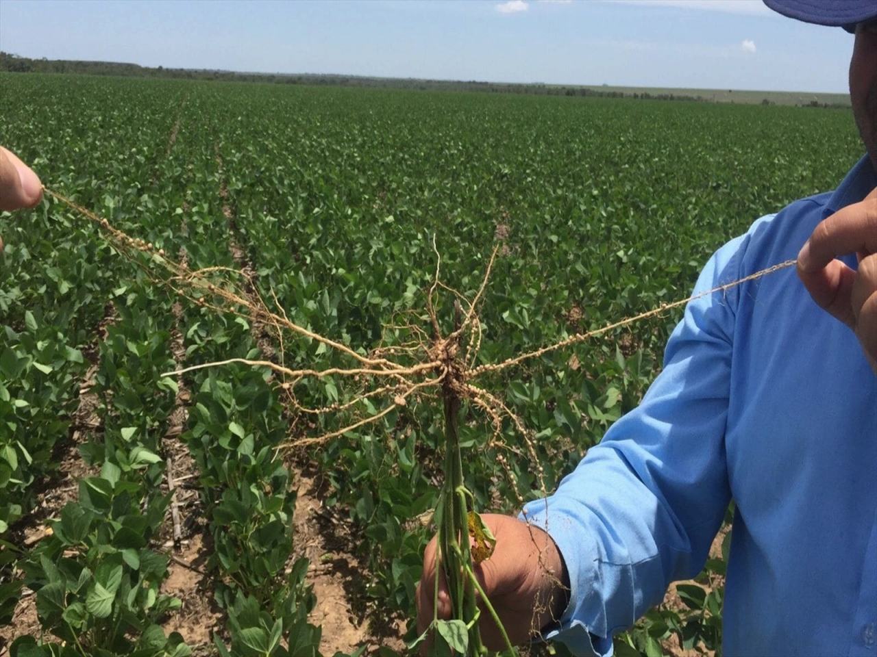 Impressive nodulation and root development in soybean.
