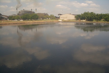 Wastewater treatment Pond after five months of EM application