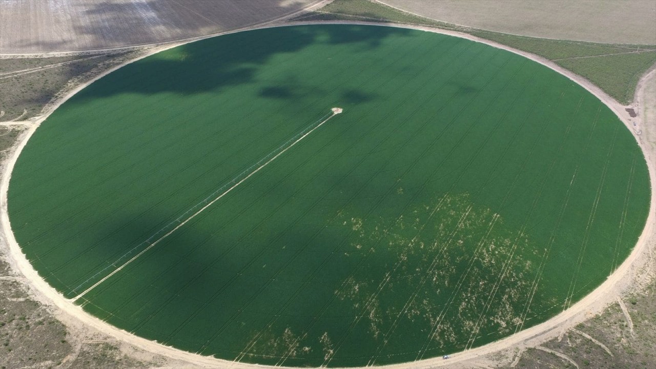 [BEFORE]
Soybean Area affected by nematodes.
