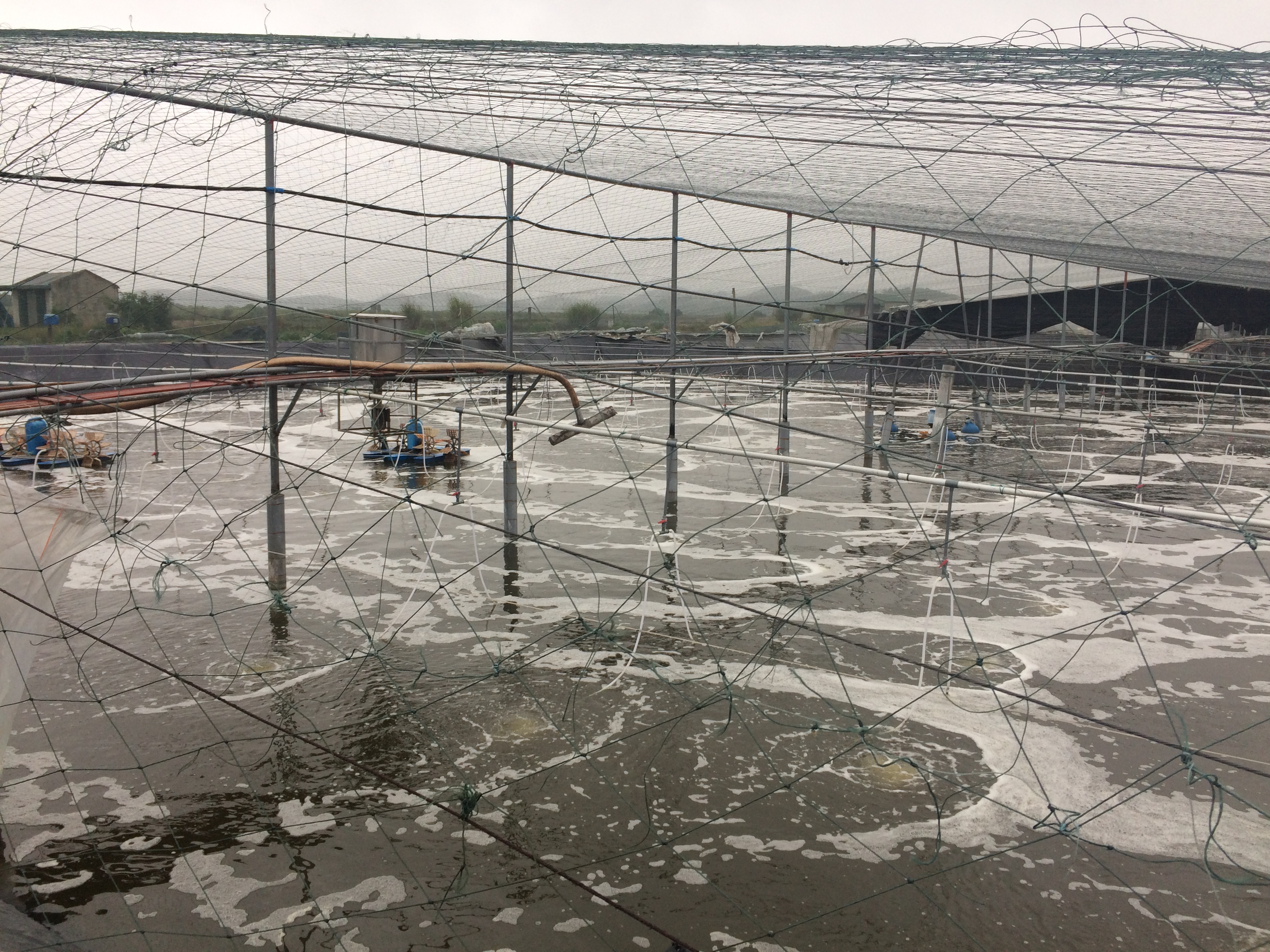 Cultivation ponds totally protected with steel truss and black mesh