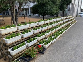 This is applied at Kitanakagusuku village primary school in flower pots and vegetable gardens.