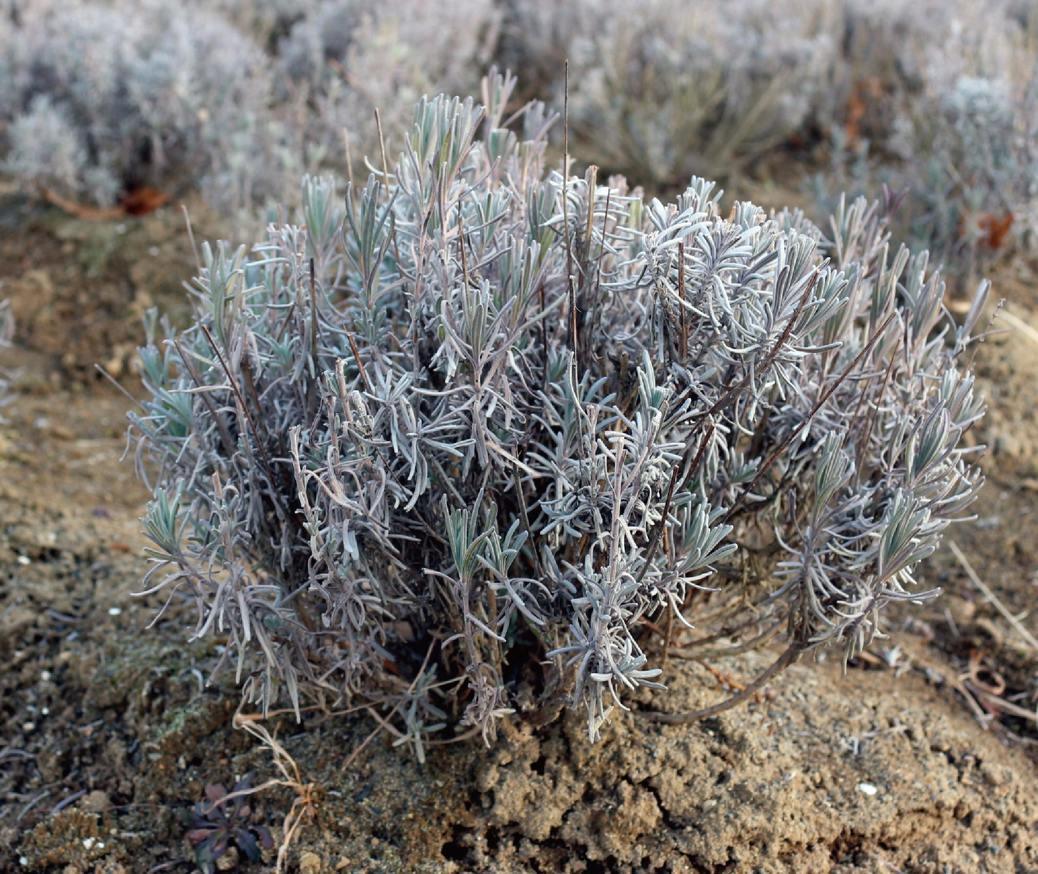 Lavender in winter.