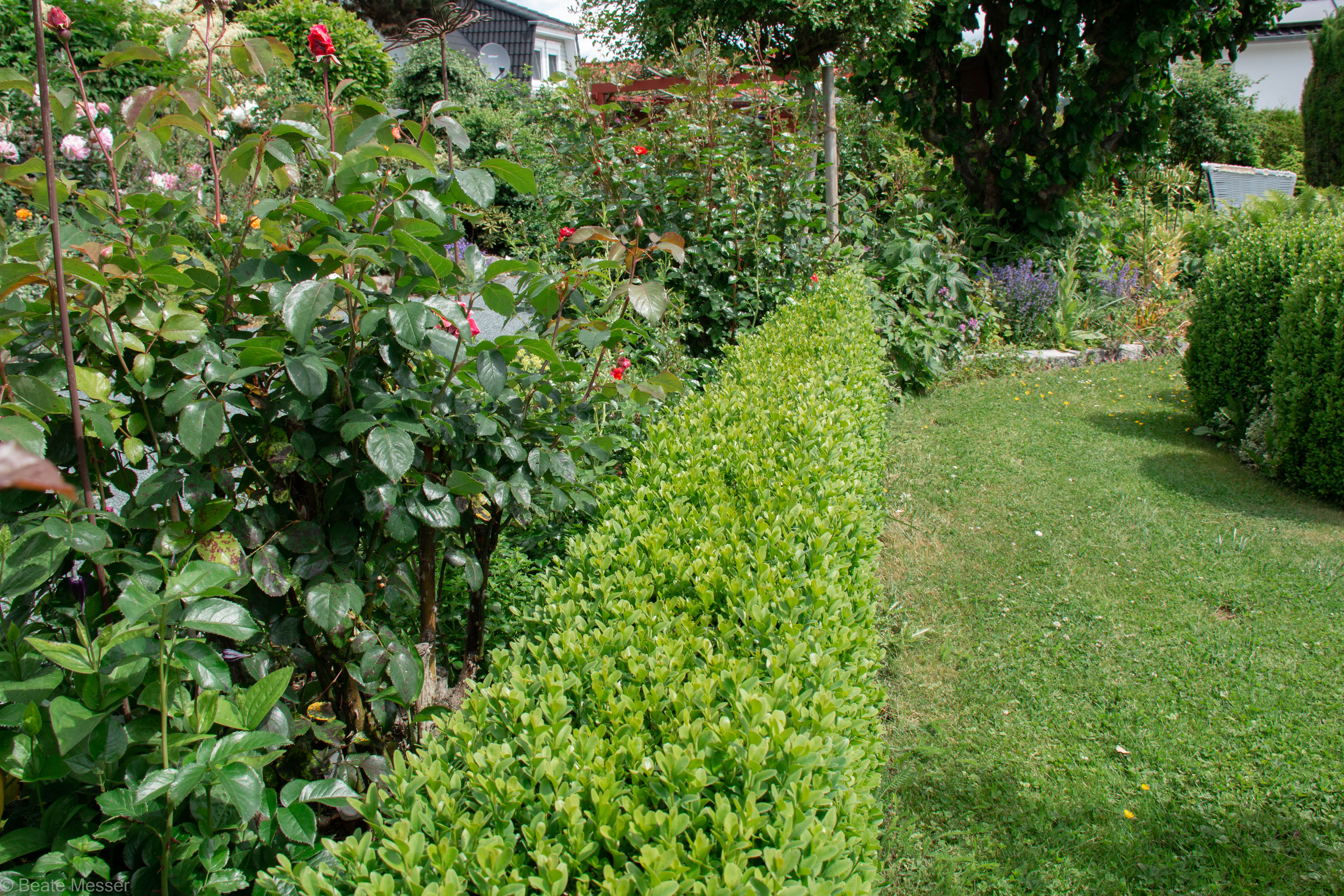 The box hedges