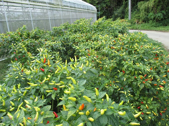 Pepper plants