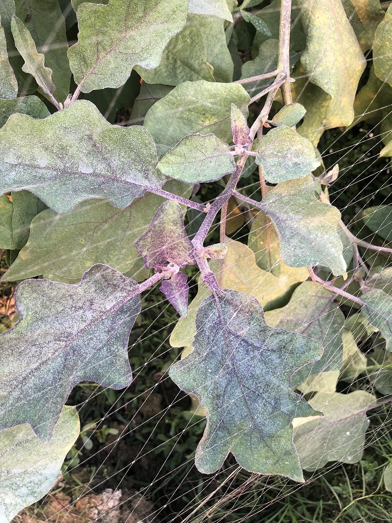 Conventional treated eggplant