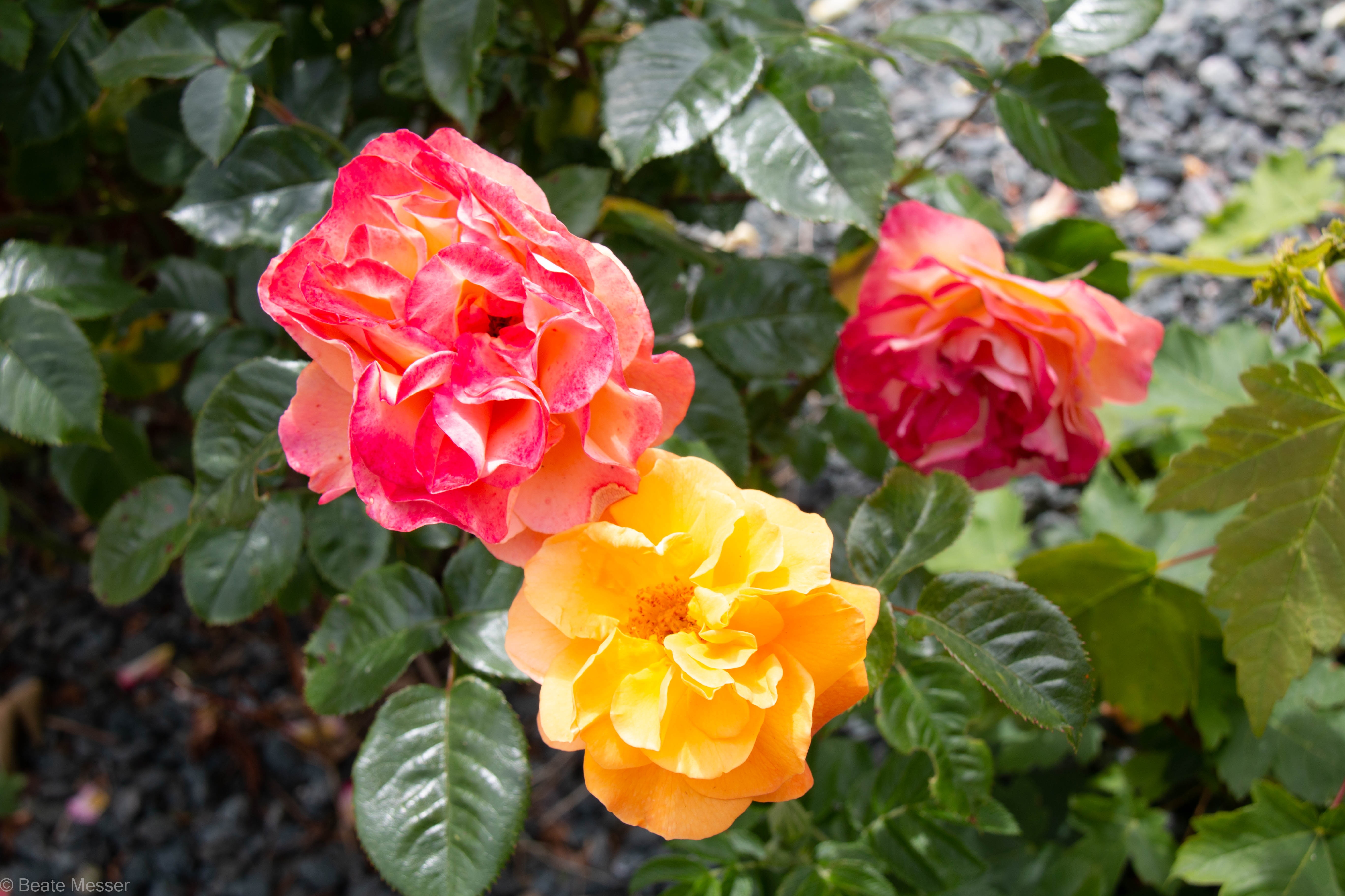 Westzeit (one of the varieties of roses) are in full bloom