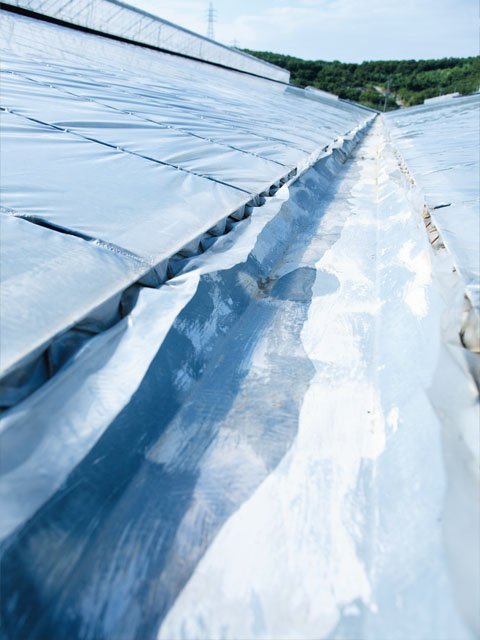 Outside Mr. Arakaki's greenhouse