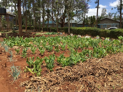 EM grown vegetables