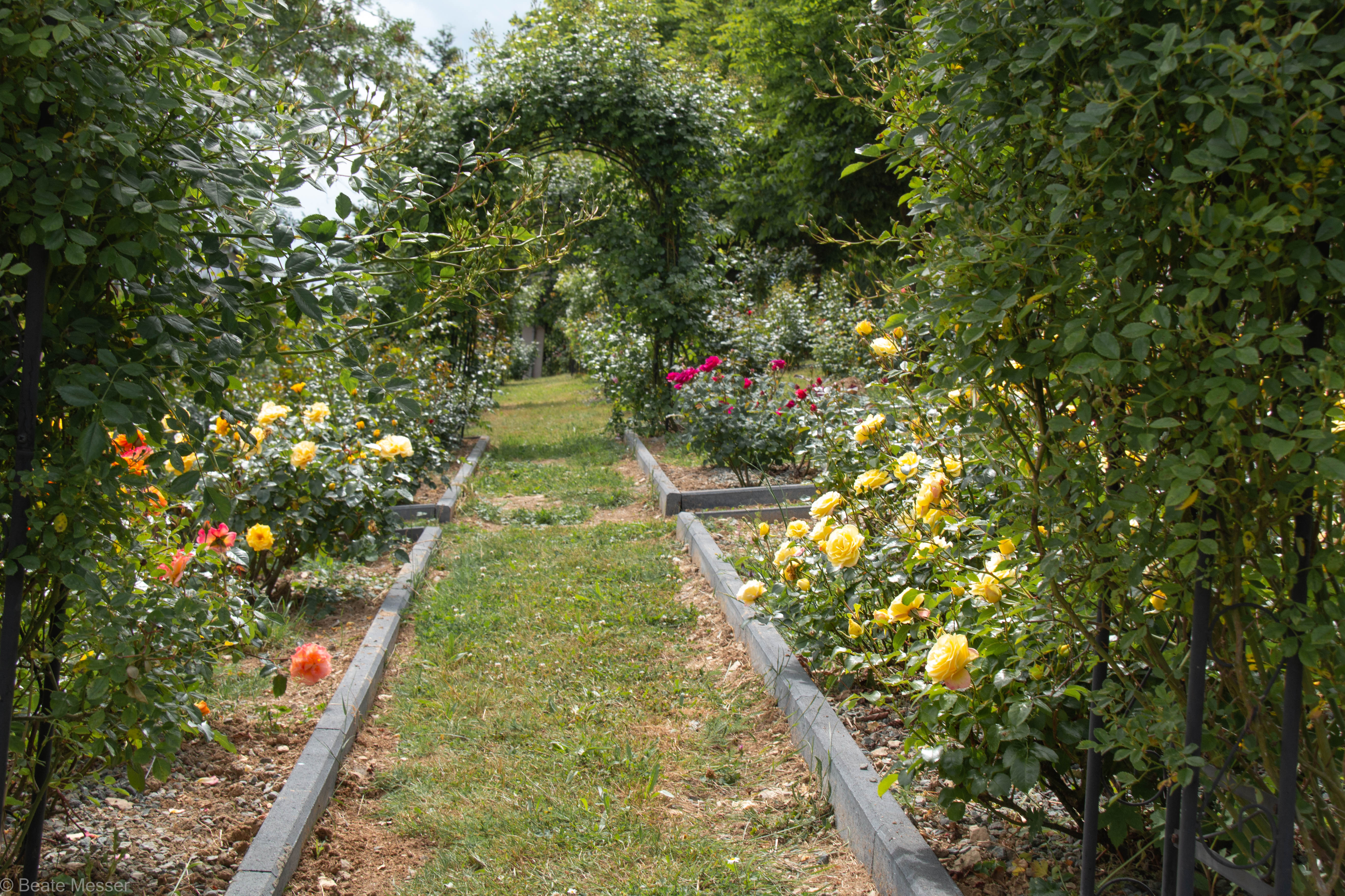 Public rose garden