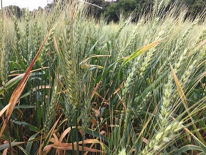 Wheat awarded as the best quality in the region