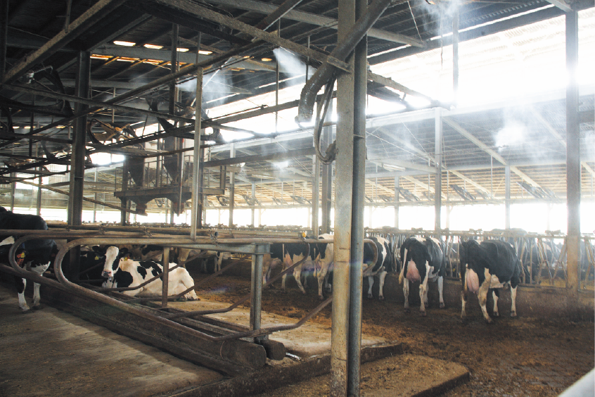 Spacious and hygienic environment. No foul smell in the barn. 