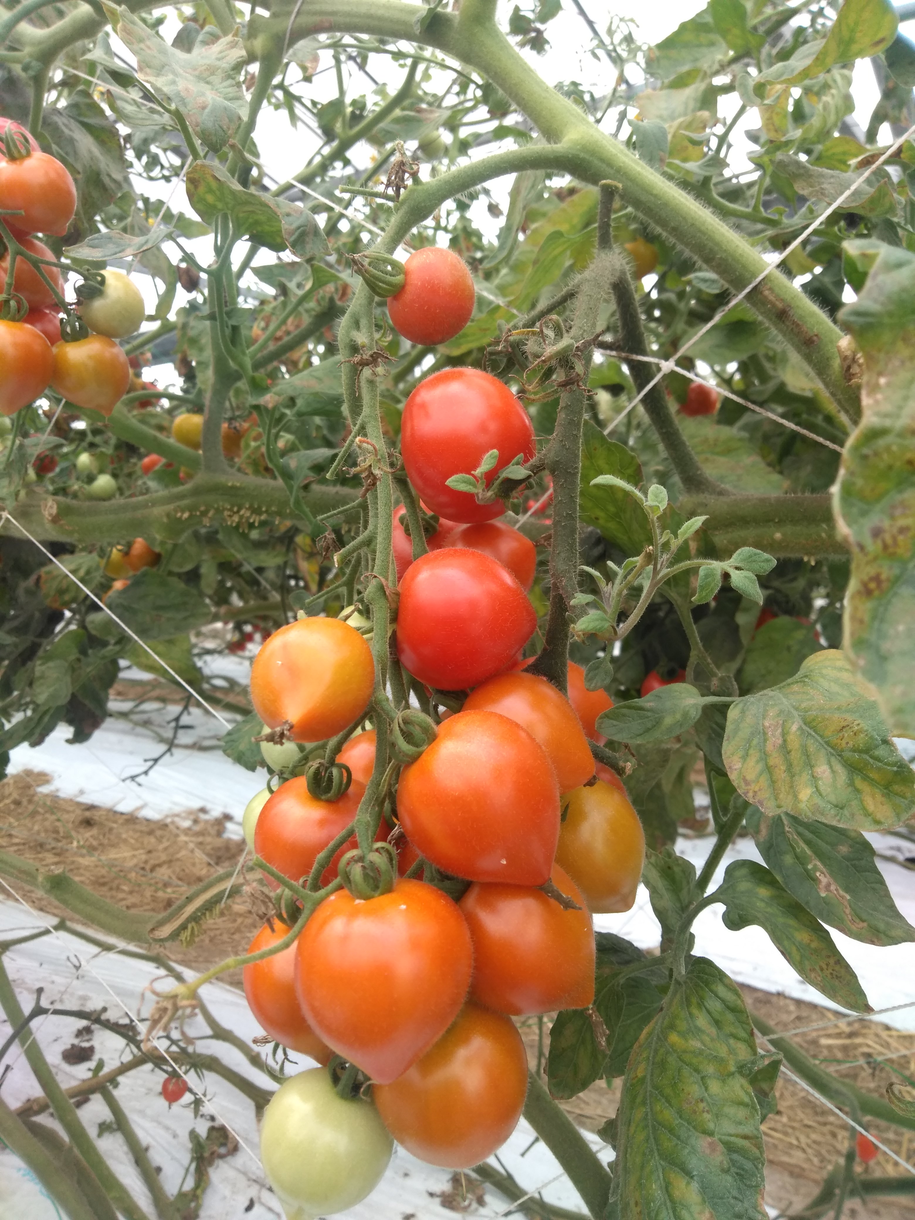 Midi Tomatoes